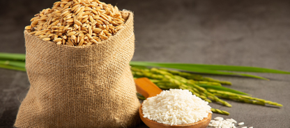 Tương lai của nông nghiệp: Trồng lúa bền vững cho thế giới đang phát triển